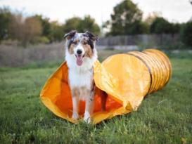 Hunde Profi Agility Sack-Tunnel gelb 3