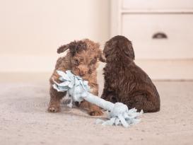 Beeztees Puppy Spielseil für Welpen mit 2 Knoten 3