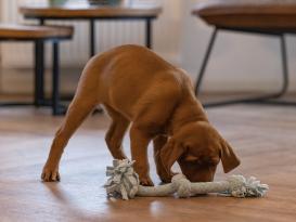 Beeztees Puppy Spielseil für Welpen mit 3 Knoten 3