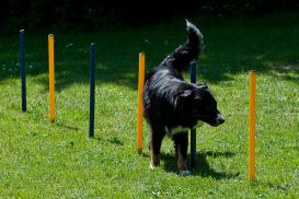 Dog Agility Slalom und Hürden Agility Set 3