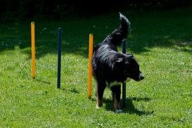 Dog Agility Set Starter 9-teilig 3