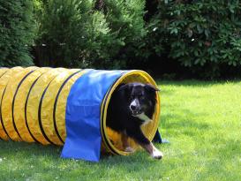 Hunde Profi Agility Tunnel FCI konform gelb 3