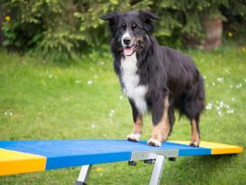 Hunde Profi Agility Turnier Wippe FCI konform 3