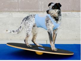 FitPAWS® Wobble Board 3