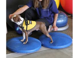 FitPAWS® Balance Disc blau 3