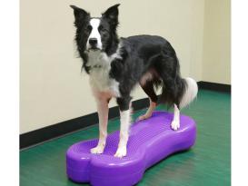 FitPAWS® Giant K9  FITbone™ 3