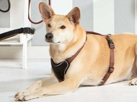 Wolters Hundegeschirr Professional Comfort champagner 3