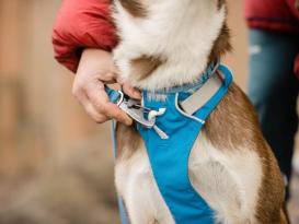 Ruffwear® Flagline™ 2.0 Hundegeschirr Blue Dusk 3