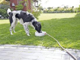 Automatische Outdoor-Tränke für Hunde 3