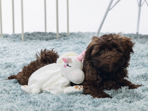 Beeztees Puppy Kuscheldecke Einhorn für Welpen