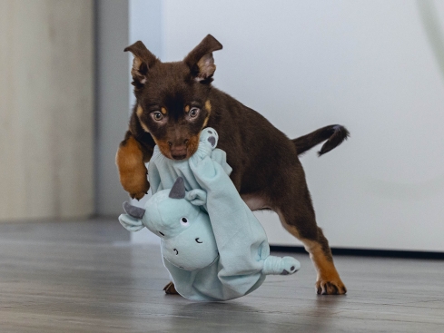 Beeztees Puppy Kuscheldecke Drache für Welpen