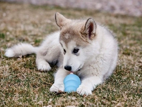 Puppy Kong speziell für Welpen