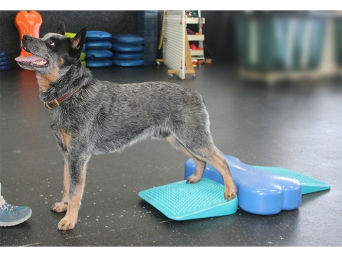 FitPAWS® Balance Ramp