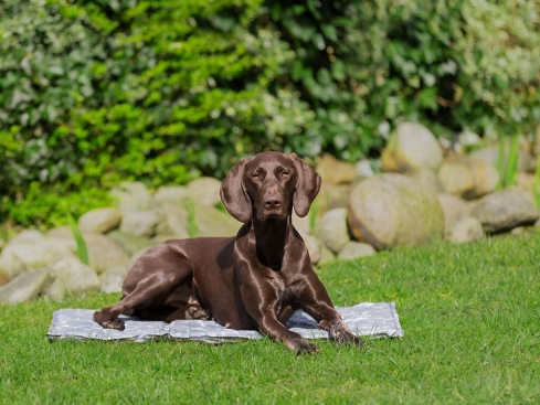 Kühlmatte Soft für Hunde