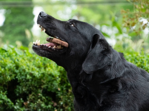 Bugbone Hundesnack mit Insektenprotein Large