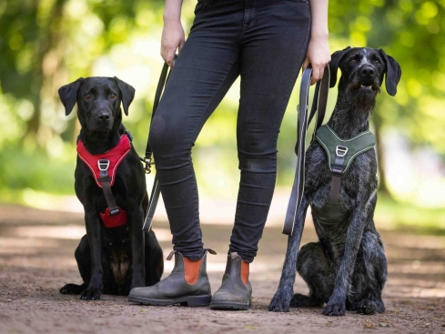 Wolters Active Pro Comfort Hundegeschirr grün/anthrazit