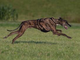 Grossenbacher Hundegeschirr FunRun Windhund spezial 4