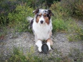 Ladi Mat Avocado Schleckmatte für Hunde 4