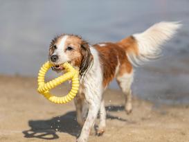 Aqua Toy Greifer Hundespielzeug 4