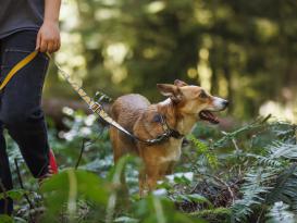 Ruffwear Crag™ reflektierendes Hundehalsband Canyon Oxbow 4