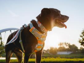 Ruffwear Front Range™ 3.0 Hundehalsband Spring Fade 4