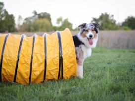 Hunde Profi Agility Sack-Tunnel gelb 4