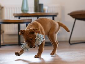 Beeztees Puppy Spielseil für Welpen mit 2 Knoten 4