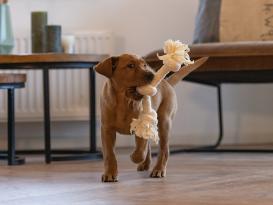 Beeztees Puppy Spielseil für Welpen mit 3 Knoten 4