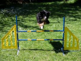 Hundesport Agility Hürde mit Seitenteilen 4