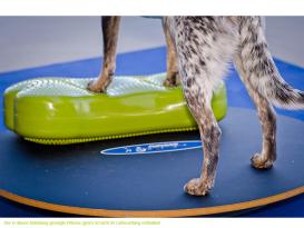 FitPAWS® Wobble Board 4