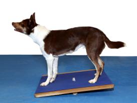 FitPAWS® Giant Rocker Board 4