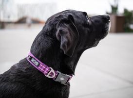 Dog Copenhagen Urban Style V2 Halsband Purple Passion 4