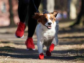 Protex Pawz Hundesocken bunt 4