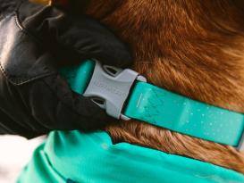 Ruffwear Confluence reflektierendes Hundehalsband Aurora Teal 4