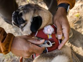 Ruffwear Front Range™ 2.0 Hundegeschirr Red Clay 4