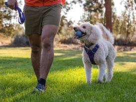 Ruffwear Front Range™ 2.0 Hundehalsband Purple Sage 4