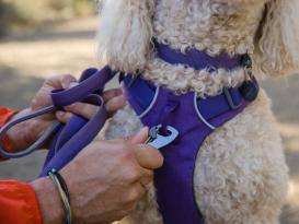 Ruffwear Front Range™ 2.0 Hundeleine Purple Sage 4