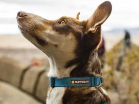 Ruffwear Hi & Light™ leichtes Hundehalsband Blue Dusk 4