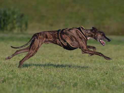 Grossenbacher Hundegeschirr FunRun Windhund spezial