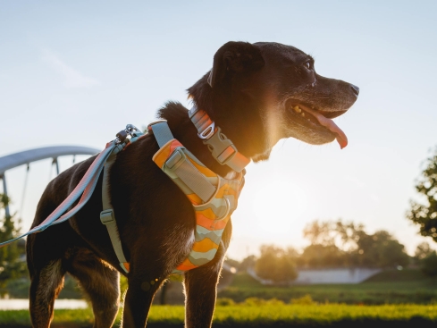 Ruffwear Front Range™ 3.0 Hundehalsband Spring Fade