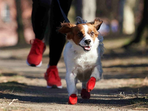 Protex Pawz Hundesocken bunt