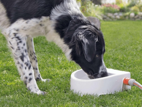 Automatische Outdoor-Tränke für Hunde