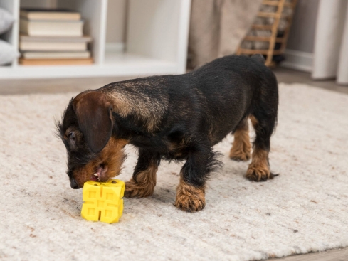 Snack-Würfel für Hunde