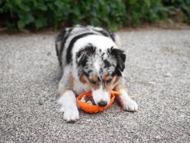 Ladi Mat Ananas Schleckmatte für Hunde 5