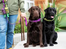 Dog Copenhagen Urban Explorer V3 Halsband Hunting Green 5