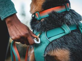 Ruffwear Front Range™ Hunderucksack 2.0 River Rock Green 5