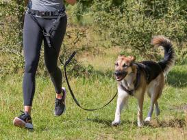 Hundeleine Joggingleine mit Bauchgurt 5