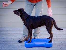 FitPAWS® K9 FITbone 5