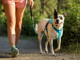 Ruffwear Hi & Light™ Hundegeschirr Blue Atoll 5