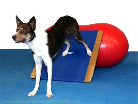 FitPAWS® Giant Rocker Board 5